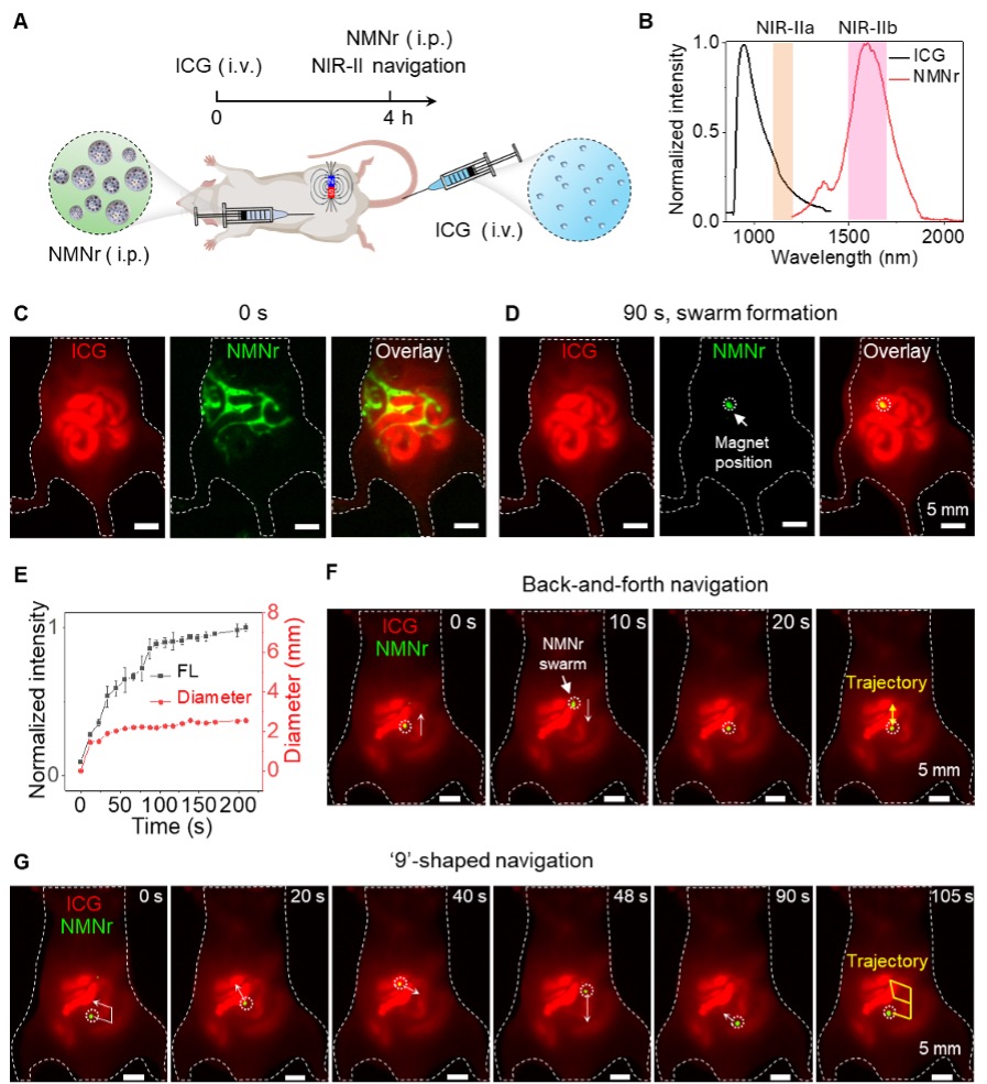 Figure: Real-time two-plex NIR-II navigation of NMNr in the peritoneal cavity.