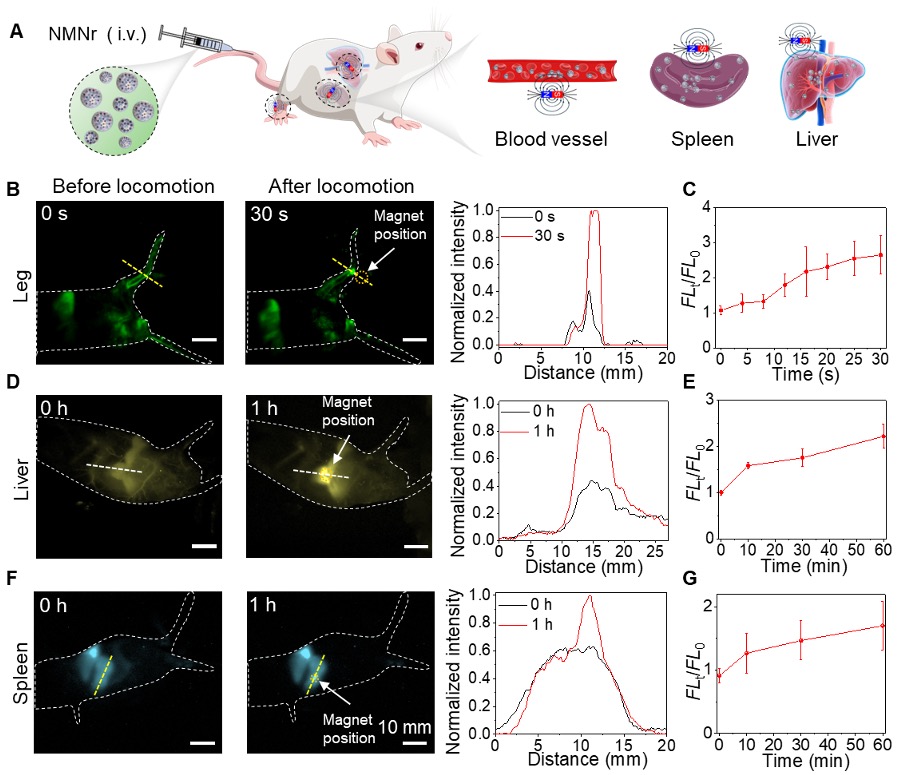 Figure: Non-invasive NIR-IIb imaging-guided magnetic nanorobots for organ targeting.