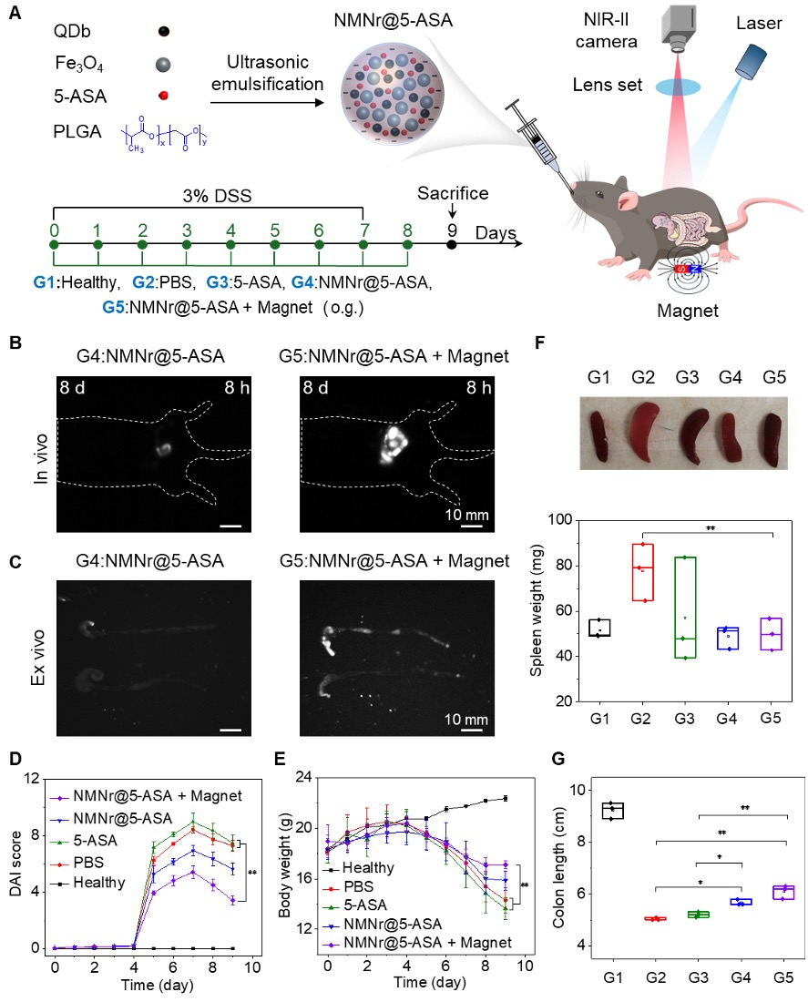 Figure: NIR-IIb fluorescence navigation of NMNr for image-guided therapy of inflammatory bowel disease.