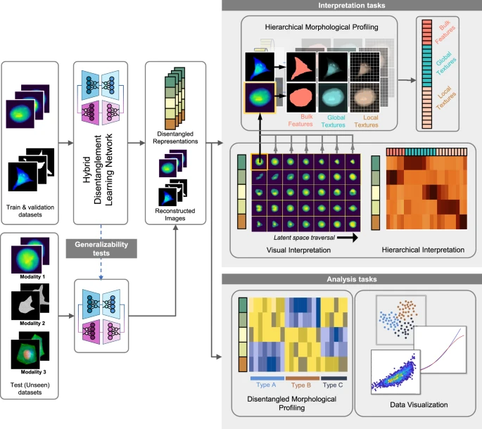 "Generalizable morphological profiling of cells by interpretable unsupervised learning”, a paper in Nature Communications