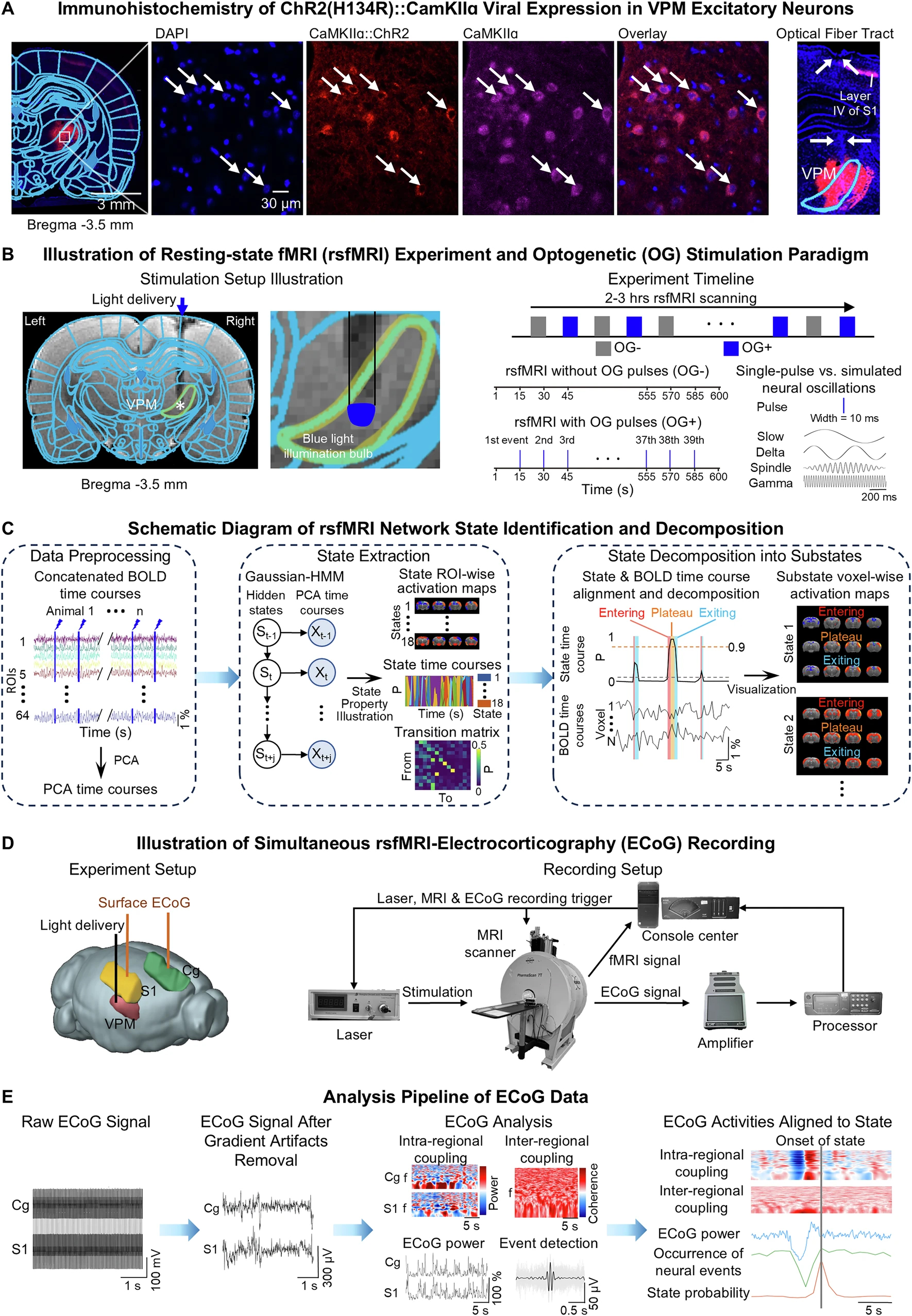 News: 
"Brain-wide resting-state fMRI network dynamics elicited by activation of single thalamic input", a paper in Nature Communications