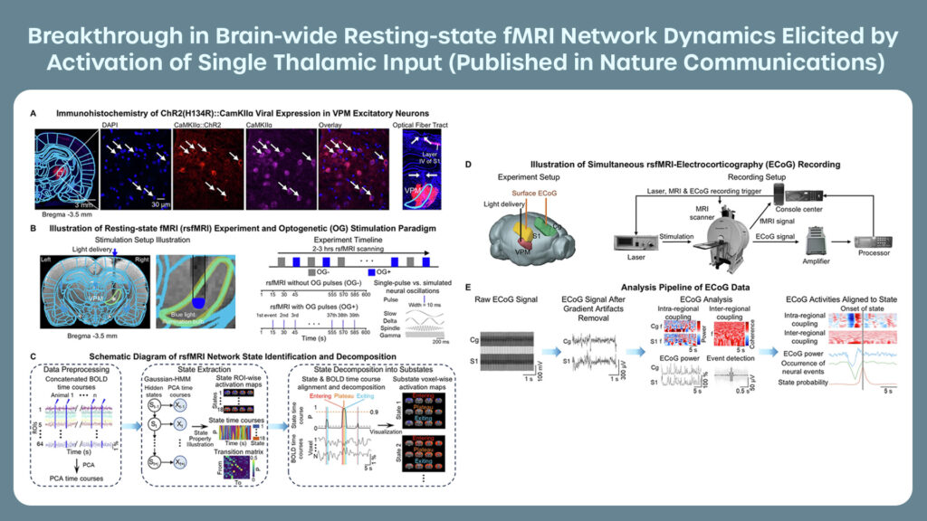 Breakthrough in Brain-wide Resting-state fMRI Network Dynamics Elicited by Activation of Single Thalamic Input (Published in Nature Communications)
