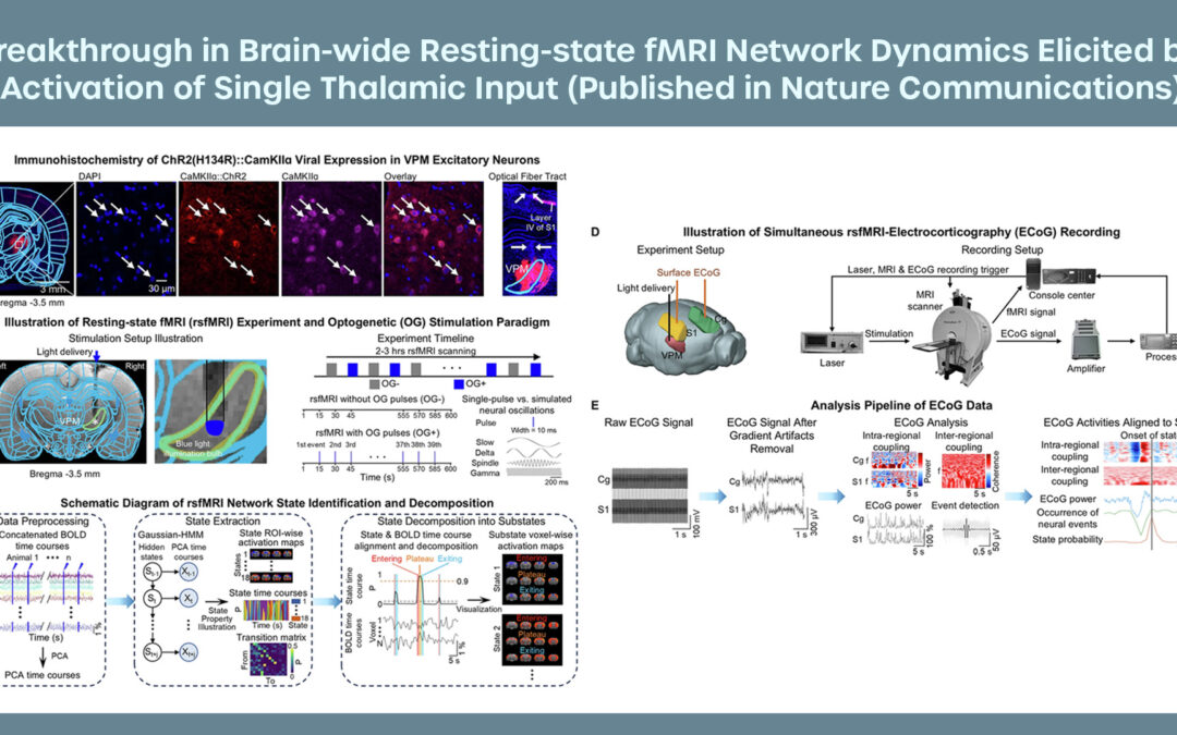 Breakthrough in Brain-wide Resting-state fMRI Network Dynamics Elicited by Activation of Single Thalamic Input (Published in Nature Communications)