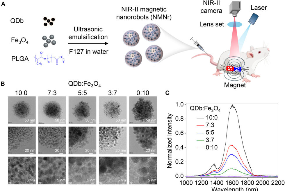 "Real Time near Infrared II Fluorescence Navigation of Magnetic Nanorobots for Image Guided Therapy", a paper in Science Advances